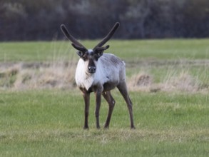 Reindeer (Rangifer tarandus), male alert, standing on a mown meadow, with velvet on developing