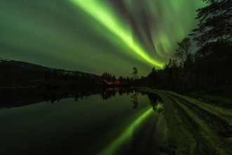 Northern Lights (Aurora borealis) reflected in a lake, Rago National Park, Nordland, Norway,