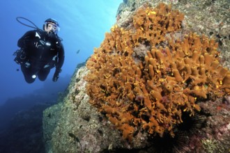 Diver Diver looking at illuminated golden sponge (Aplysina aerophoba) growing tube sponge Tube