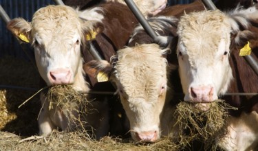 Pedigree Hereford cattle eating hay, Boyton, Suffolk, England, United Kingdom, Europe