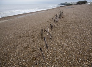 Mysterious lines wooden stakes exposed by fall in beach level possibly historic coastal defences,