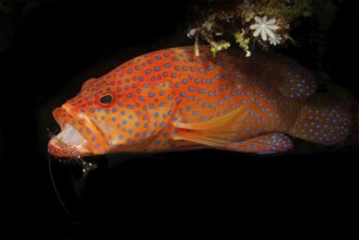 Vermillion seabass (Cephalopholis miniata) Jewelled grouper floats in dark underwater cave opens