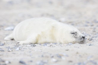 Grey seal baby with white fur lies on the sandy beach on the island of Düne near Heligoland,