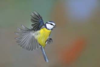 Blue tit (Parus caeruleus), side view, in flight, high speed aerial photograph, animals, birds,