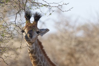 South African giraffe (Giraffa camelopardalis giraffa), young animal feeding on leaves, tongue out,