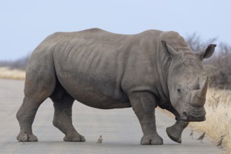 Southern white rhinoceros (Ceratotherium simum simum) surrounded by birds, adult male crossing the