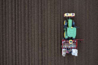 Early potatoes are placed in the soil of the field with a planting machine, Agriculture, Spring