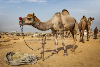 Camels at Pushkar Mela (Pushkar Camel Fair) . Pushkar, Rajasthan, India, Asia