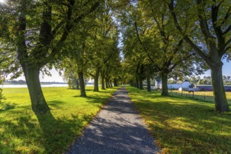 Dense chestnut tree avenue at the Rhine dike near Neuss, Deichallee, autumn, colourful leaves,