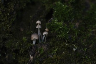 Fungi measuring just a few millimetres grow on a tree trunk covered with moss, macro photograph,