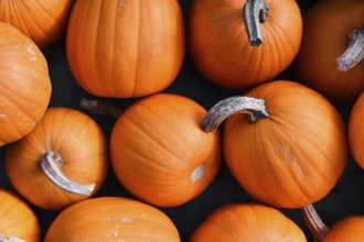 Top view of orange 'Baby Bear' pumpkins for sale at market