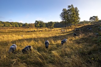 Sheep in the Westruper Heide in autumn, Haltern am See, Ruhr area, North Rhine-Westphalia, Germany,