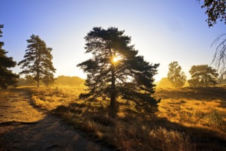 Atmospheric sunrise behind a pine tree in the Westruper Heide in autumn, Haltern am See, Ruhr area,