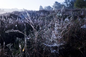 Spider's web in the morning glow in the Westruper Heide in autumn, Haltern am See, Ruhr area, North