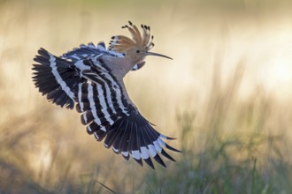 Hoopoe (Upupa epops) Bird of the Year 2022, erect canopy, golden hour, backlight, sunlight, in