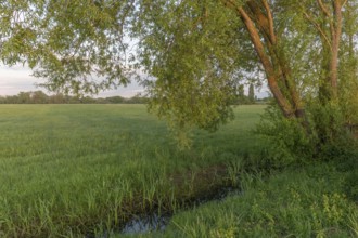 Irrigation ditch in a natural meadow in spring.Bas Rhin, Alsace, France, Europe