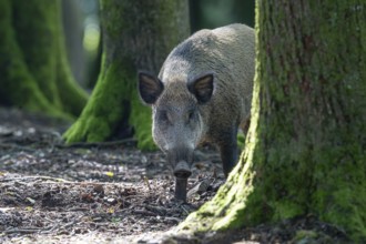 Wild boar (Sus scrofa), boar, Vulkaneifel, Rhineland-Palatinate, Germany, Europe