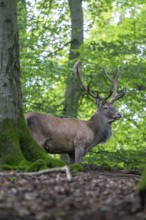 Red deer (Cervus elaphus), Vulkaneifel, Rhineland-Palatinate, Germany, Europe