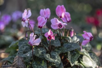 Cyclamen hederifolium or Neapolitan cyclamen (Cyclamen hederifolium), Emsland, Lower Saxony,