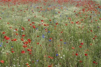 Poppy flower (Papaver Rhoeas), cornflower (Centaurea cyanea) and Scentless mayweed