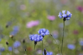 Flower meadow with cornflowers (Centaurea cyanea) and cosmos (Cosmos), Emsland, Lower Saxony,