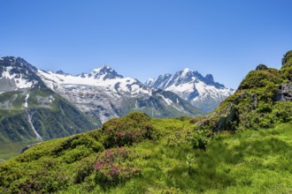 Mountain panorama with glaciated mountain peaks, Aiguille Verte and Glacier du Tour, hike to