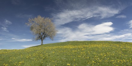 Flowering apple tree (Malus domestica), near Kranzegg, Allgäu, Bavaria, Germany, Europe