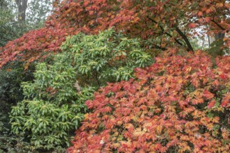 Aconite-leaved maple (Acer japonicum Aconitifolium) in autumn foliage, Emsland, Lower Saxony,