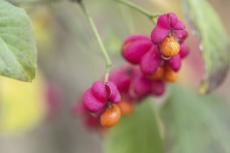 Peacock, spindle bush (Euonymus europaeus), fruit stand, Emsland, Lower Saxony, Germany, Europe