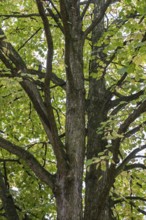 Tree hazel (Corylus columa), North Rhine-Westphalia, Germany, Europe