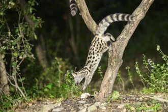 Common genet (Genetta genetta), climbing on a tree wildlife in a forest, Montseny National Park,