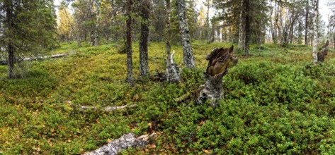 Close-up, autumn forest floor, tundra, Lapland, Finland, Europe