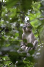 Olive mangabey (Cercocebus agilis) near the Baï-Hokou, Dzanga-Ndoki National Park, Unesco World