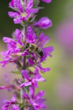 A honey bee (Apis mellifera) sits on a pink flower, purple loosestrife (Lythrum salicaria) and