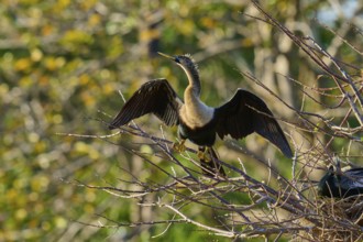 Snakebird (Anhinga anhinga), on branch, spring, Wakodahatchee Wetlands, Delray Beach, Florida, USA,