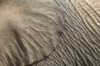 Ear and skin of a desert elephant (Loxodonta africana), detail, Huab dry river, Damaraland, Kunene