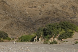 Angola giraffes (Giraffa camelopardalis angolensis) in the Hoanib dry river, Kaokoveld, Kunene