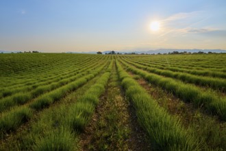 Green lavender field (Lavandula), under a slightly cloudy sky at sunrise, summer, Valensole,