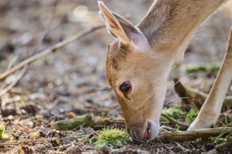 European fallow deer (Dama dama) youngster, portrait, in a forest, Bavaria, Germany, Europe