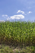 Symbolic image, renewable energies, maize plants, field, biogas plant, feed maize, immature,