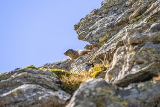 Marmot, Carnic Alps, Carinthia, Austria, Europe