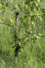 Grapevine in spring, vineyard, vine, grass, Baden-Württemberg, Germany, Europe