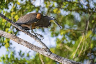 Bare-throated tiger heron (Tigrisoma mexicanum) in a tree, Tortuguero National Park, Costa Rica,