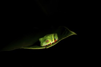 Red-eyed tree frog (Agalychnis callidryas) on a leaf, macro photograph, black background,