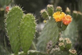 Indian prickly pear (Opuntia ficus-indica syn. Opuntia tunas) 0Ponta da Piedade, Lagos, Algarve,