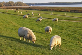 Domestic sheep (Ovis gmelini aries), flock of sheep grazing on the dike at the river Elbe in the