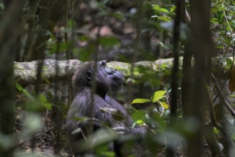 Western lowland gorilla (Gorilla gorilla gorilla), female, Loango National Park, Parc National de