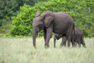 African forest elephants (Loxodonta cyclotis) in a clearing in Loango National Park, Parc National