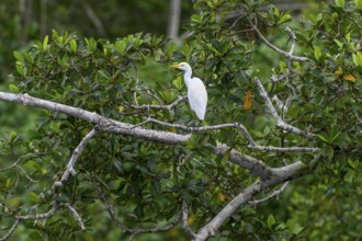 Cattle egret (Bubulcus ibis), Loango National Park, Parc National de Loango, Ogooué-Maritime