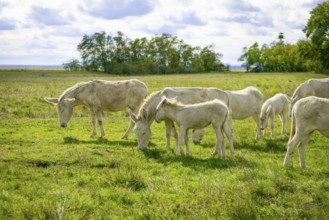 A herd of white donkeys, baroque donkeys, grazing peacefully on a large meadow with trees in the